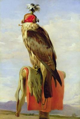 [Landseer - Hooded Falcon] 
