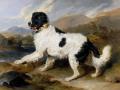 [Lion, a Newfoundland Dog]