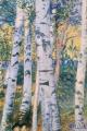 [Birch Trees]