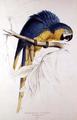 [Blue and Yellow Macaw]