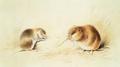 [Dormice]