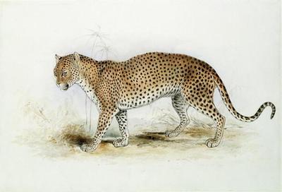 [Lear - The Leopard] 