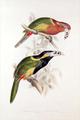 [Spotted Bill Aracari]