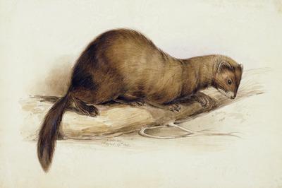 [Lear - A Weasel] 