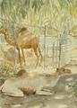 [Camels at Rest, Salala]