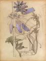 [Chickory]