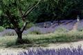 [Tree in Lavender Field]