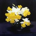[Daffodils]