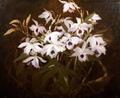 [Dinrobium Orchids]