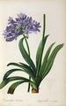 [Agapanthus Umbrellatus]