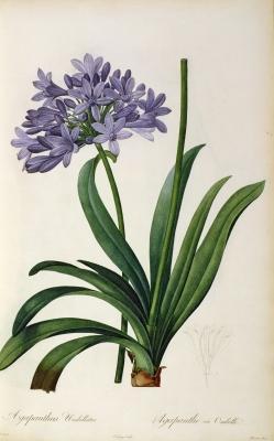 [Redoute - Agapanthus Umbrellatus] 