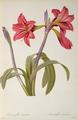 [Amaryllis Brasiliensis]