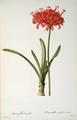 [Amaryllis Curvifolia]