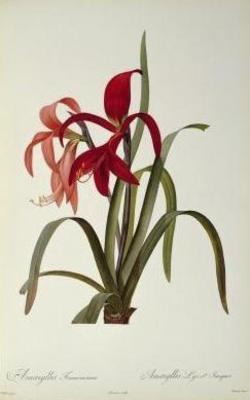 [Redoute - Amaryllis Formosissima] 