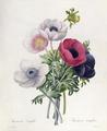 [Anemone]