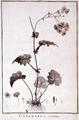 [Cineraria Cruenta]