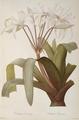 [Crinum Erubescens]