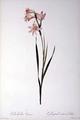 [Gladiolus Carneus]