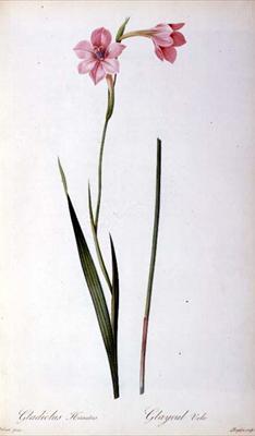 [Redoute - Gladiolus Hirsulus] 