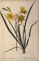 [Hemerocallis Flava]