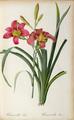 [Hemerocallis Fulva]