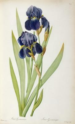 [Redoute - Iris Germanica] 