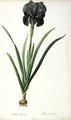 [Iris Luxiana]