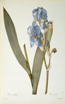 [Redoute - Iris Pallida] 