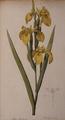 [Iris Pseudacorus]