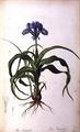 [Iris Scorpioides]