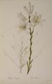 [Lilium Candidum]