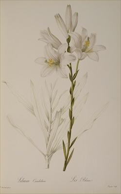 [Redoute - Lilium Candidum] 