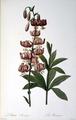 [Lilium Martagon]