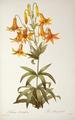 [Lilium Penduliflorum]