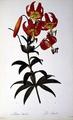 [Lilium Superbum]