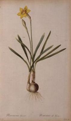 [Redoute - Narcissus Gouani] 