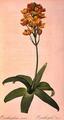 [Ornithogalum Aureum]