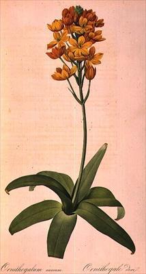 [Redoute - Ornithogalum Aureum] 