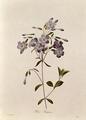 [Phlox Reptans]