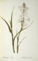 [Polianthes Tuberosa]