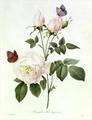 [Rosa, Bengale the Hymenes]