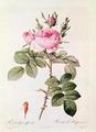 [Rosa Bifera Officinalis]