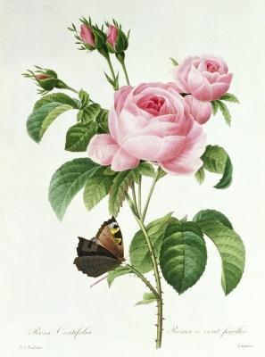 [Redoute - Rosa Centifolia] 
