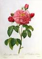 [Rosa Gallica Aurelianensis]