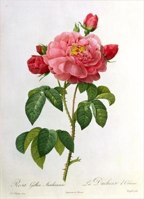 [Redoute - Rosa Gallica Aurelianensis] 