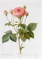 [Rosa Gallica Granatus]