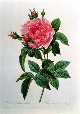 [Redoute - Rosa Gallica Regallis] 