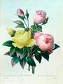 [Rosa Lutea and Rosa Indica]