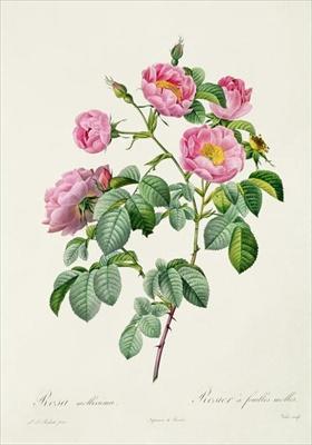 [Redoute - Rosa Mollissima] 