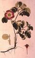 [Rosa Pumila]